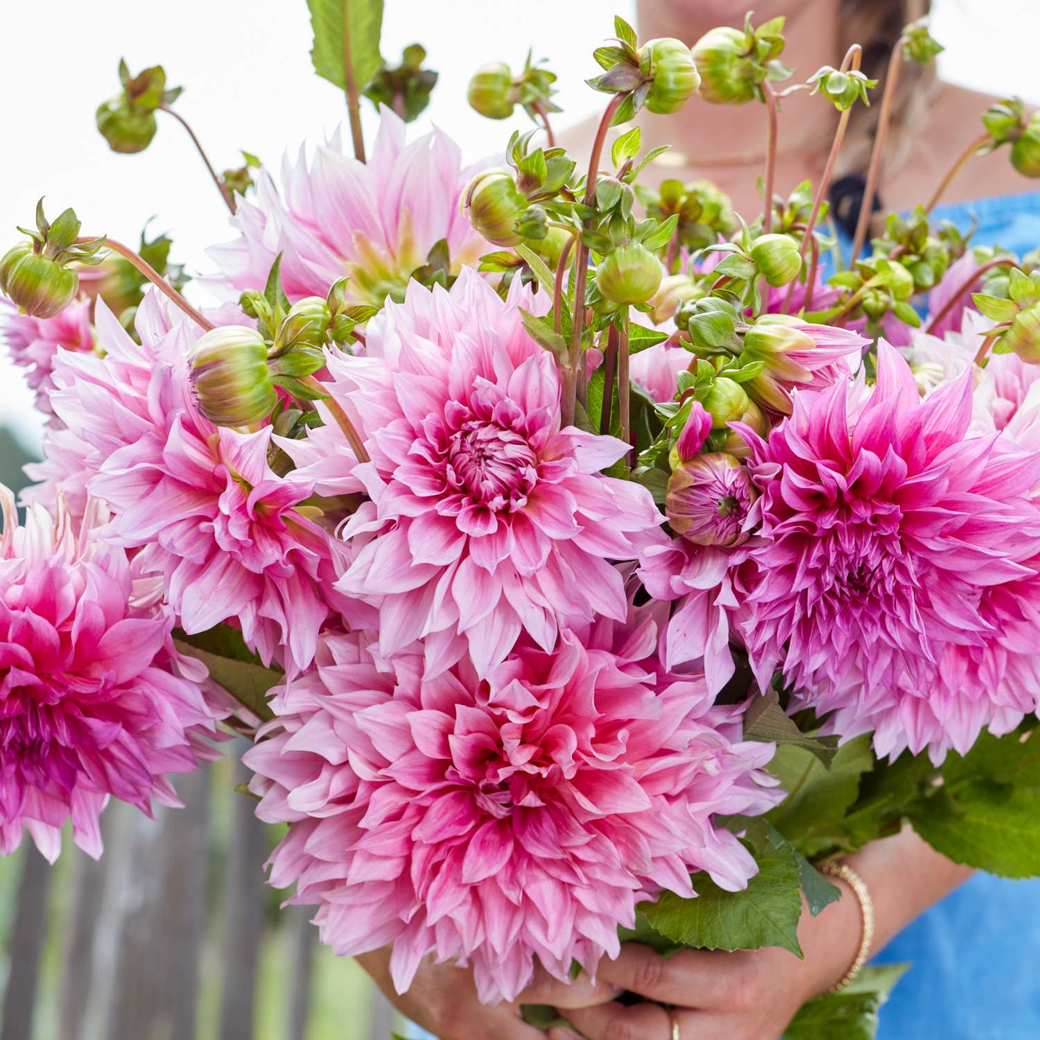 Dahlia 'Café au Lait Rosé''